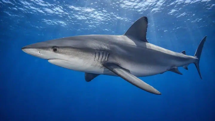 Shark