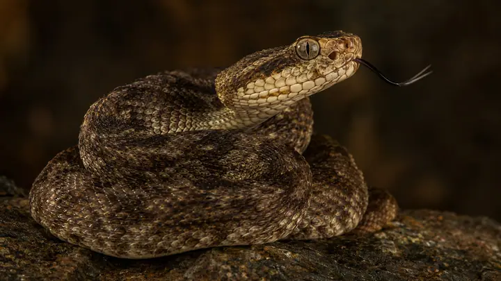 Snake (pit viper)