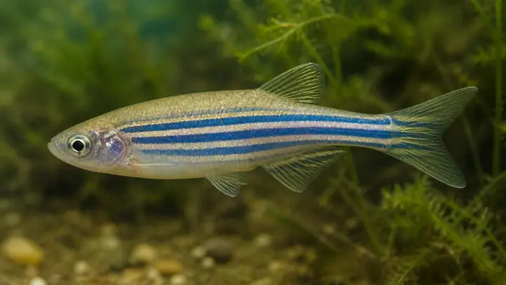 Zebrafish