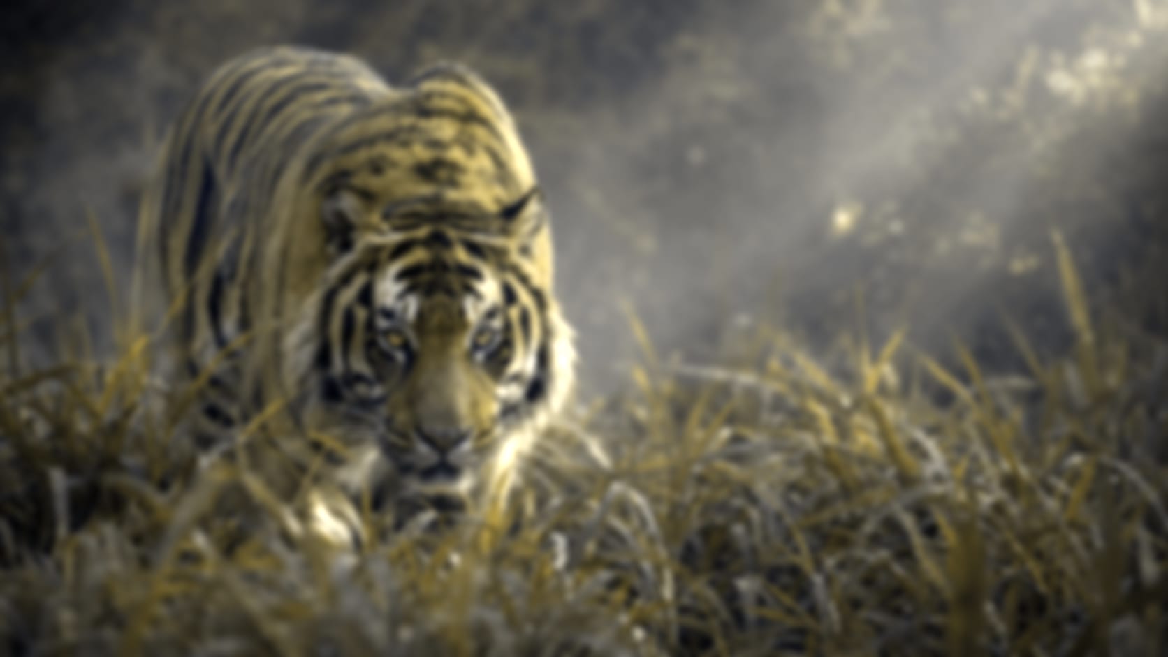 Tiger — See through their eyes